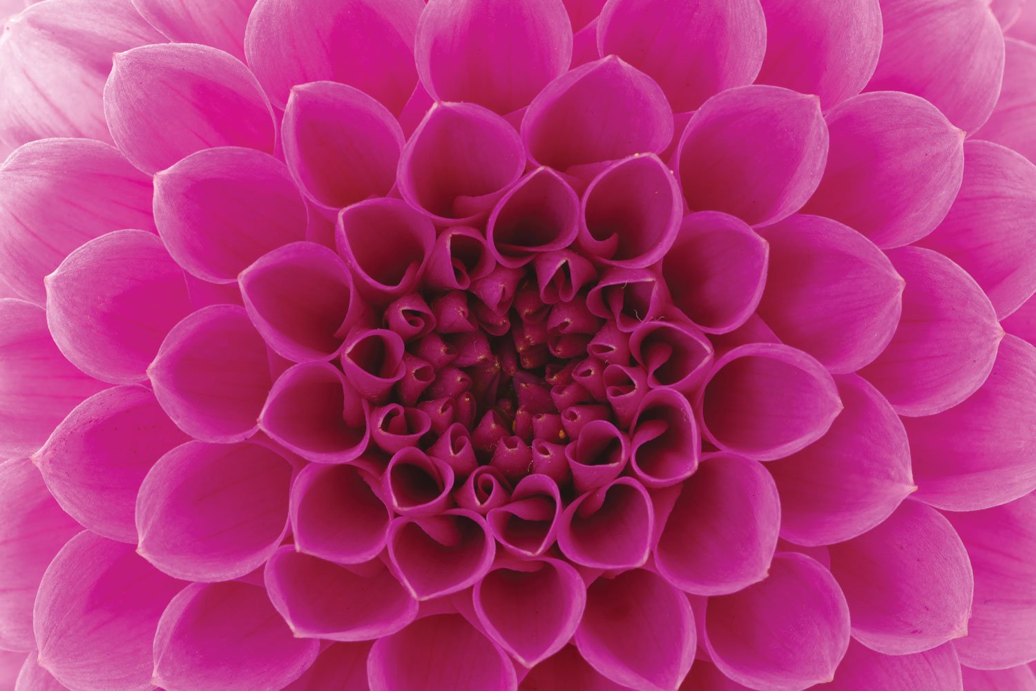 Closeup Pink Flower Print A Wallpaper