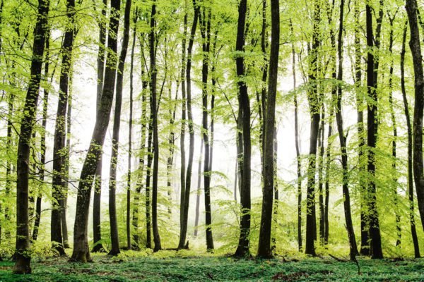 Jungle | Print A Wallpaper