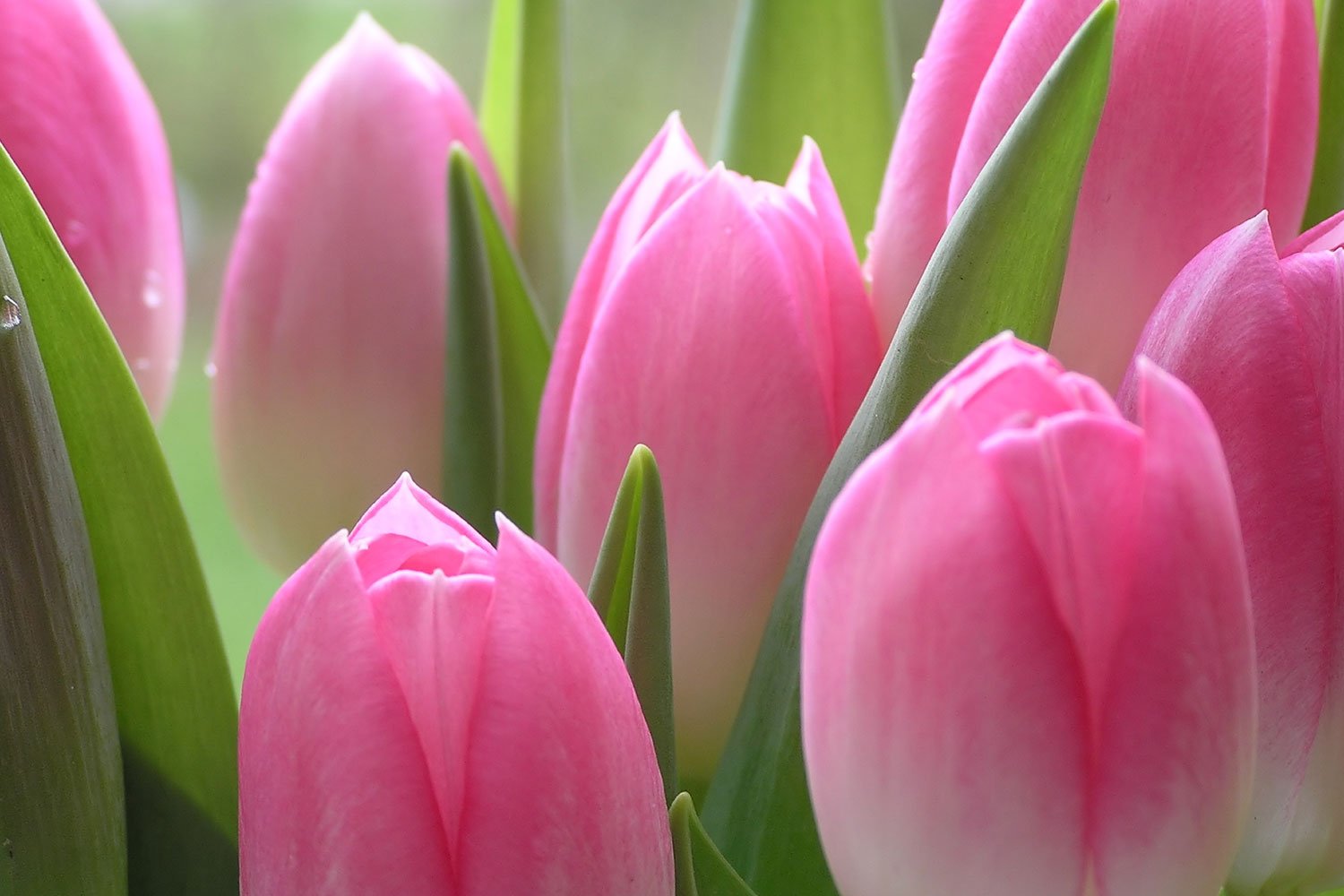 Pink Tulips Closeup Print A Wallpaper